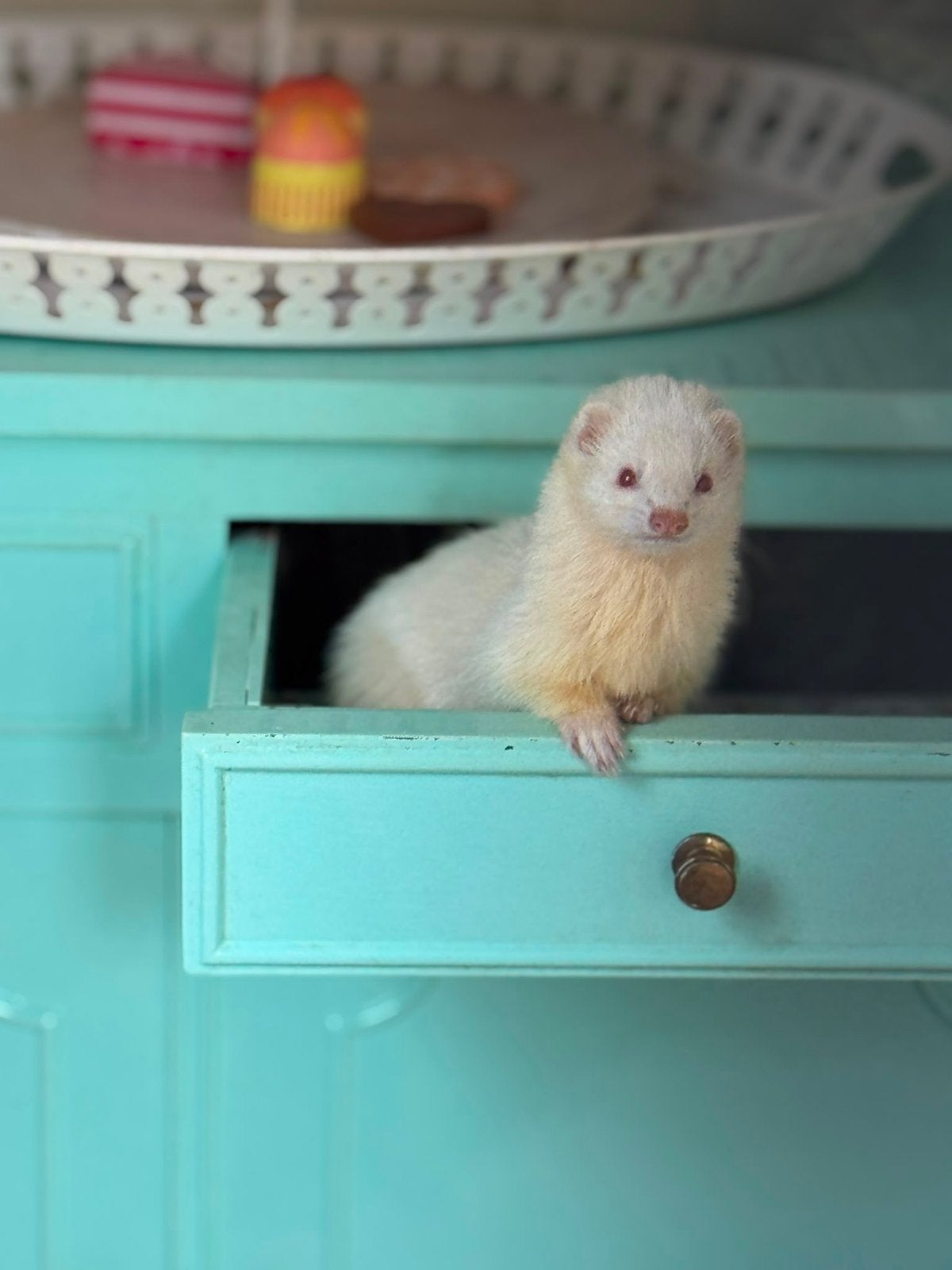 Mooi klein Micro fretje te koop., Dieren en Toebehoren, Fret, Vrouwelijk, Mei, Tam