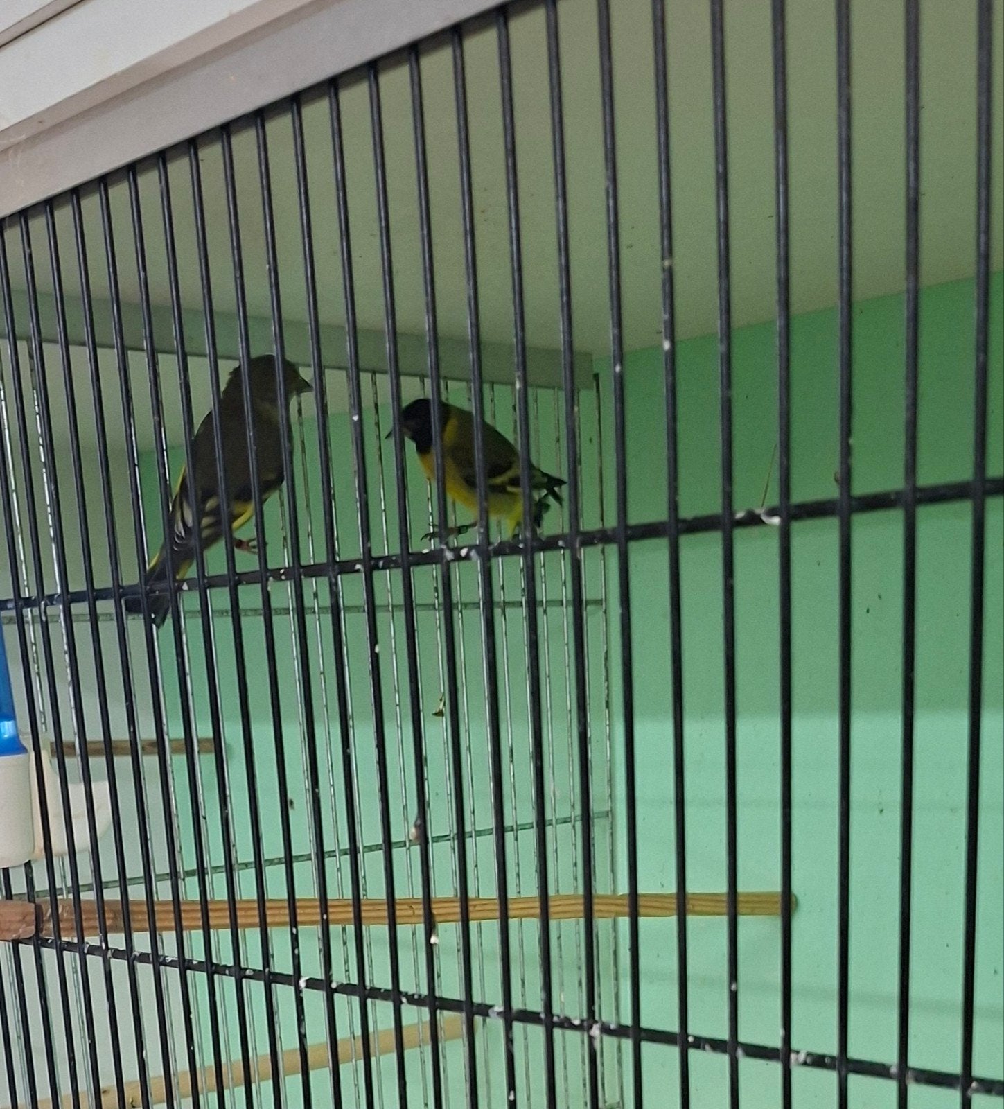 2 koppels zwartkopsijzen, Meerdere dieren