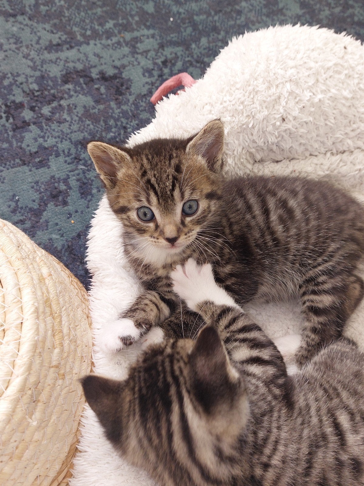 Twee gezonden kittens te koop