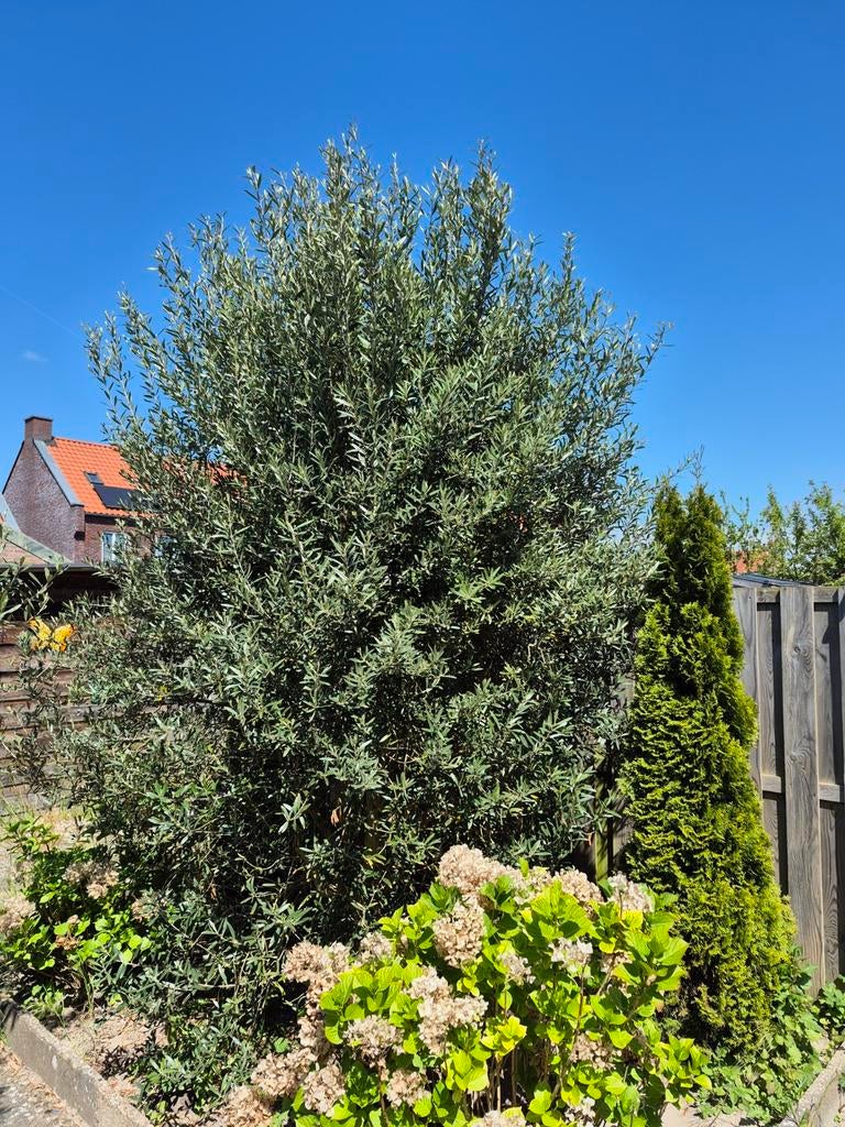 Olijfbomen Olea europaea 2 stuks groot, Tuin en Terras, Planten | Bomen, Ophalen, Volle zon, Olijfboom, 250 tot 400 cm