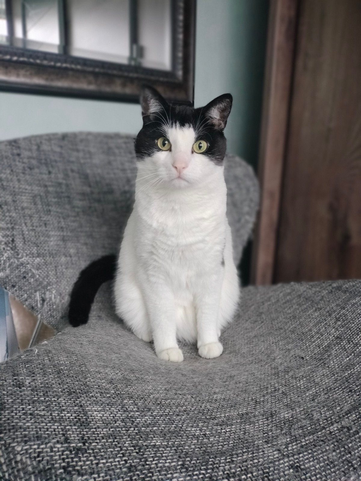 Twee katers ( broertjes), Dieren en Toebehoren, Katten en Kittens | Overige Katten, Kater