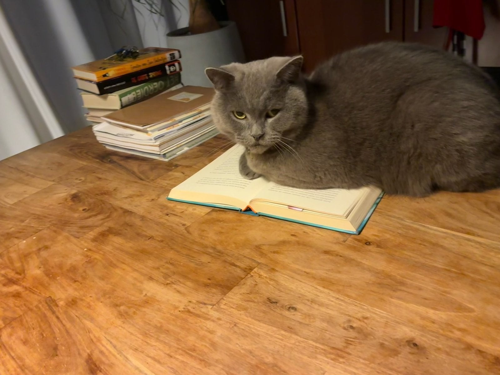 GEZOCHT: een kater kitten (vanaf september 2026), Kater, 0 tot 2 jaar