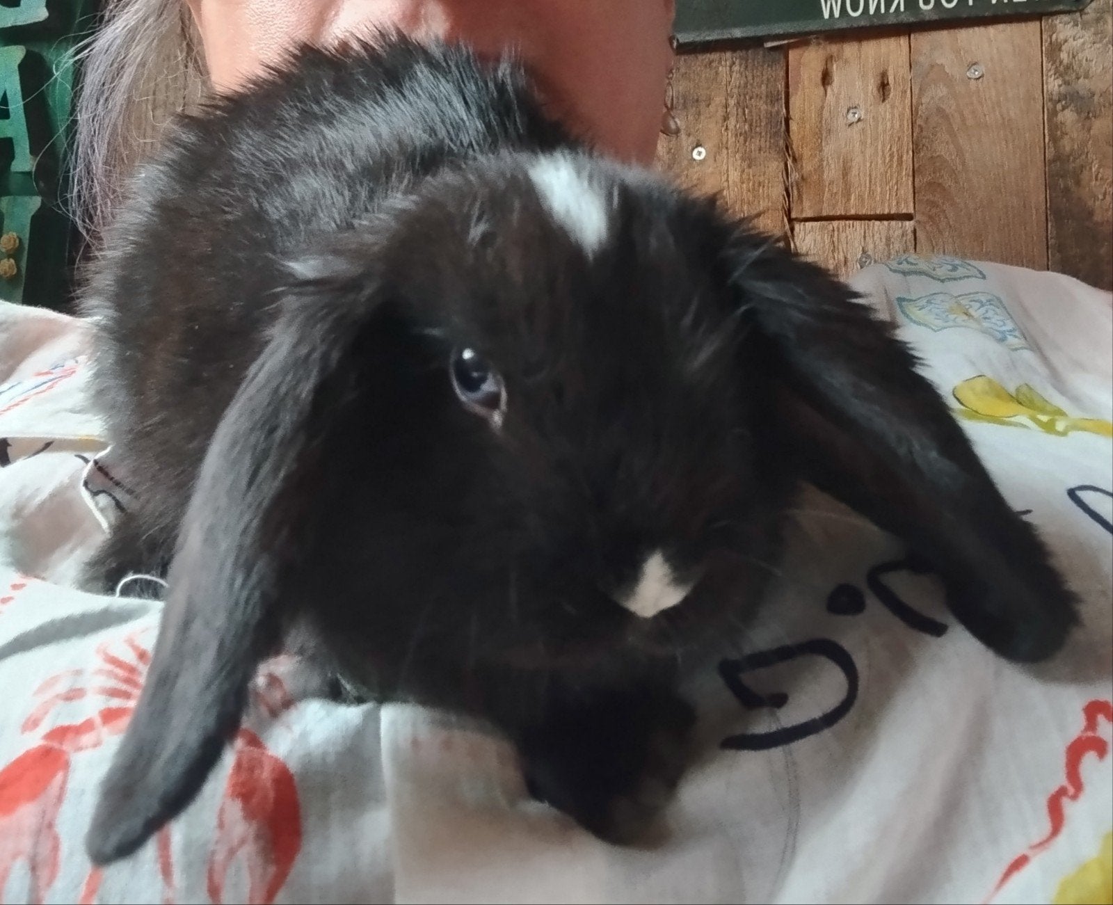trio jonge Nederlandse Hangoor dwerg konijnen, Meerdere dieren, Dwerg, Hangoor, 0 tot 2 jaar