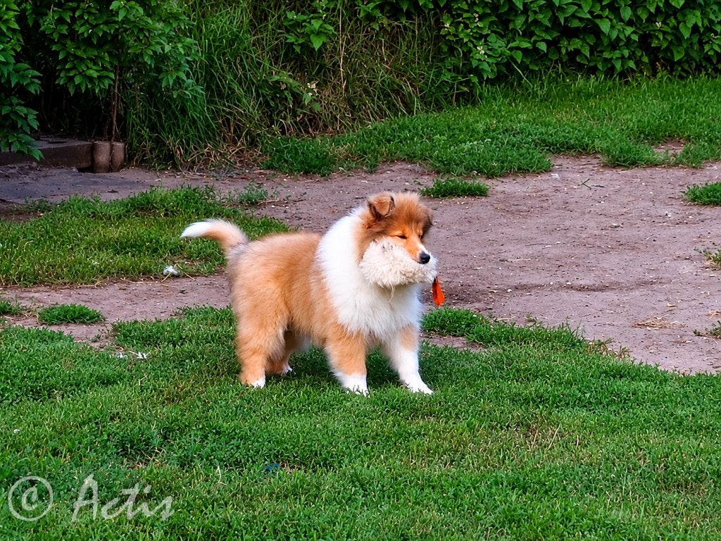 COLLIE Schotse pup FCI, Parvo, Fokker | Hobbymatig, Reu, 8 tot 15 weken