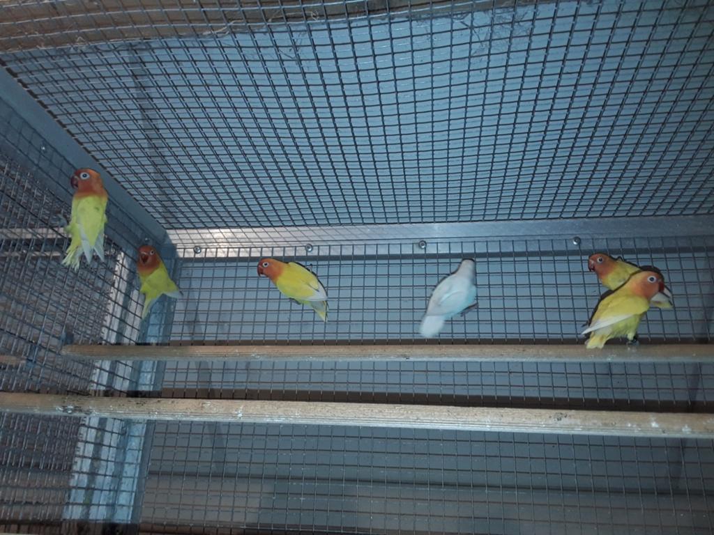 Ficherie, Meerdere dieren, Parkiet