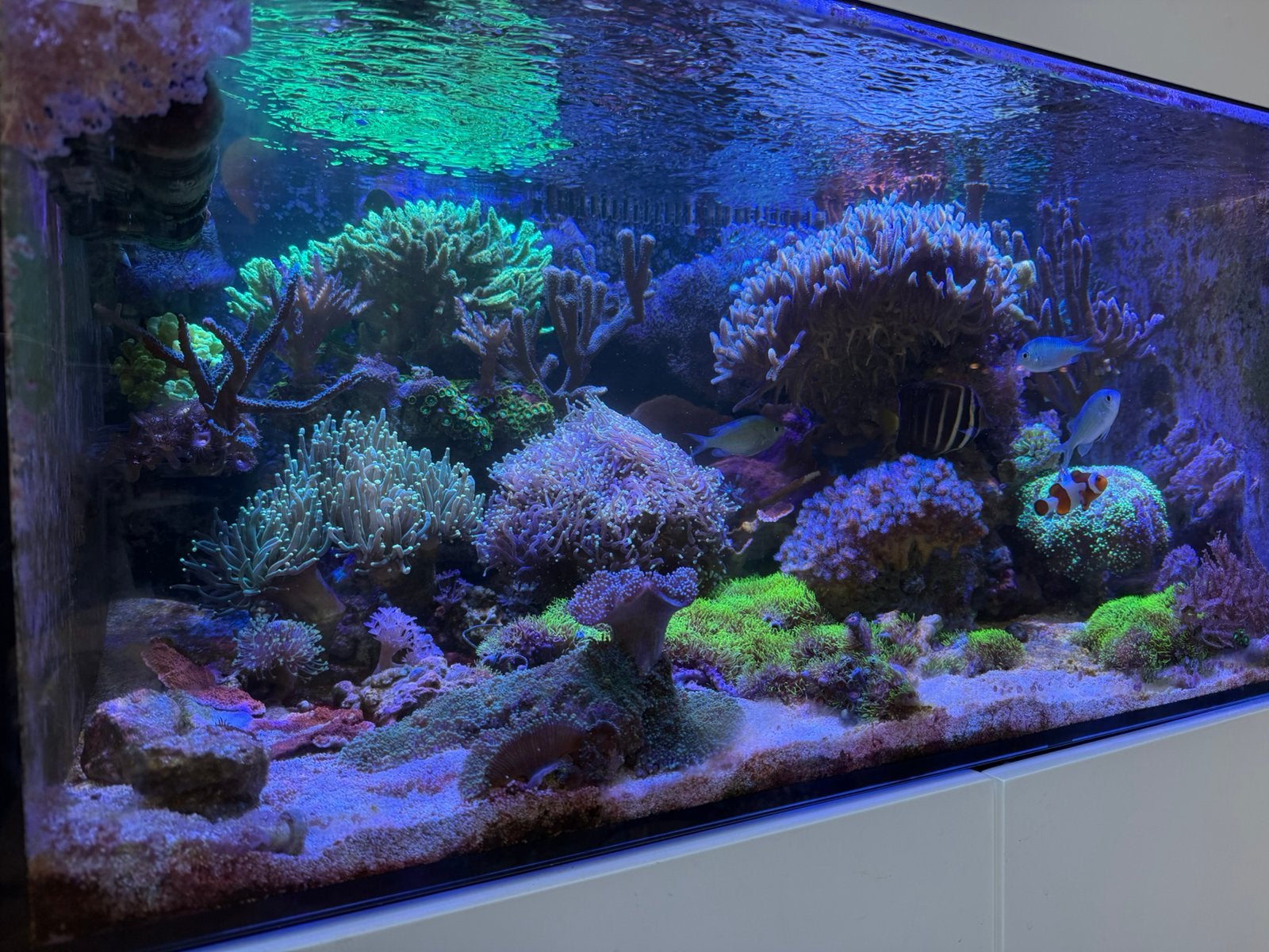 Waterbox frag 85, Dieren en Toebehoren, Ophalen, Zo goed als nieuw, Leeg aquarium