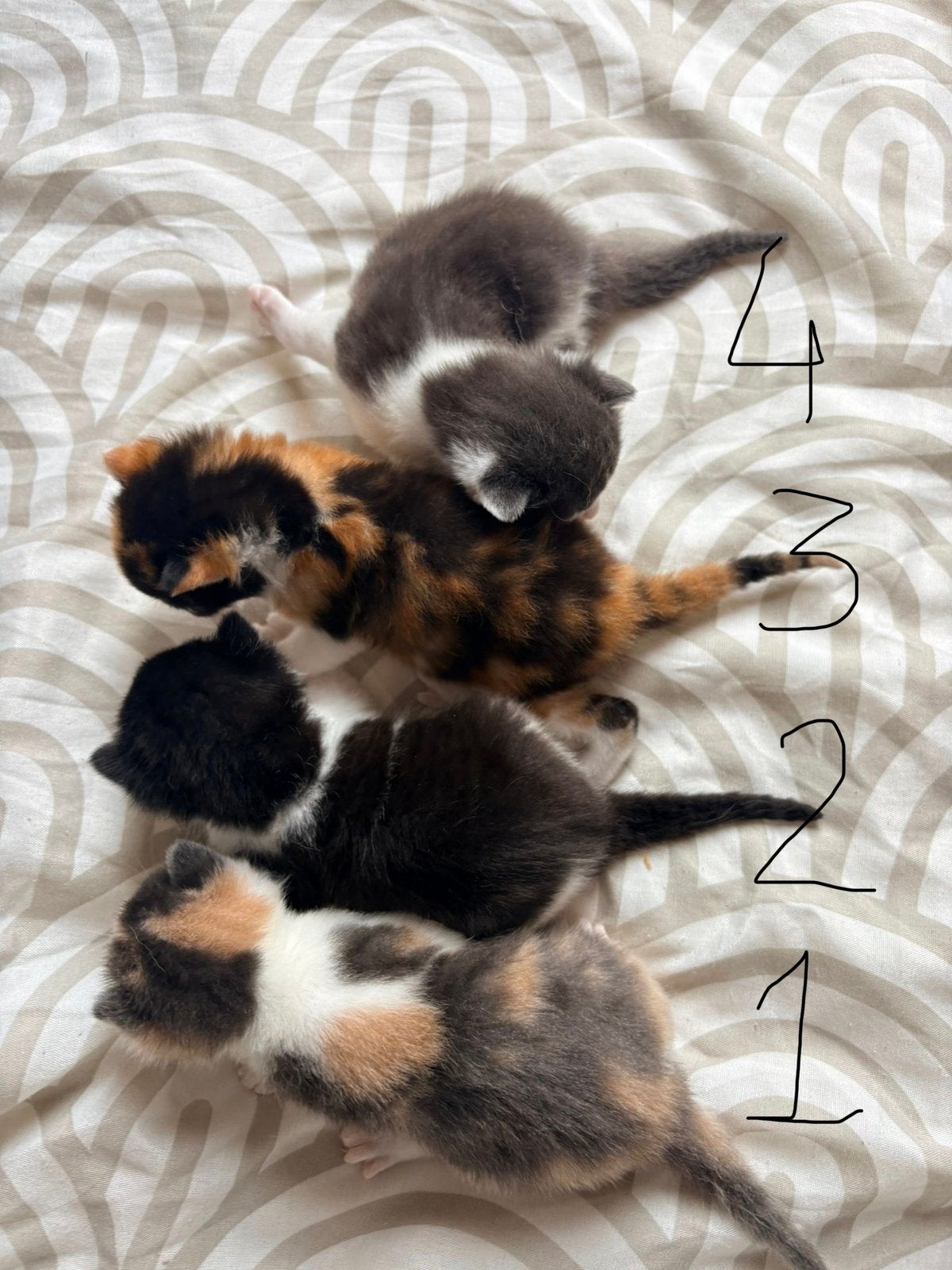 4 prachtige lieve kittens, Meerdere dieren, Kortharig, 0 tot 2 jaar