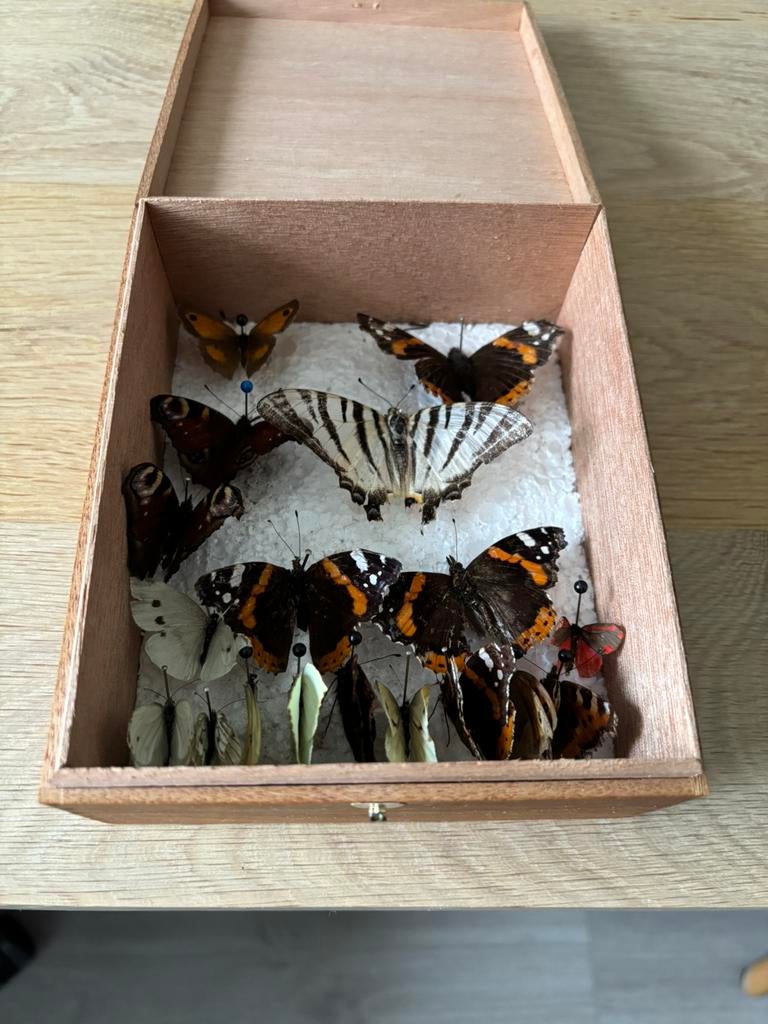 Prachtige vlinders te koop in zeer goede staat!, Ophalen of Verzenden, Zo goed als nieuw