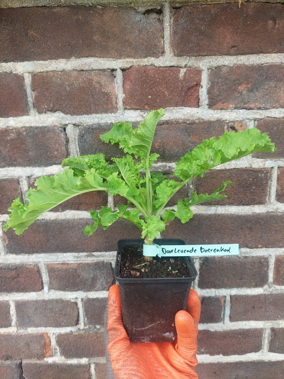 Doorlevende Boerenkool, Ophalen, Minder dan 100 cm, Overige soorten