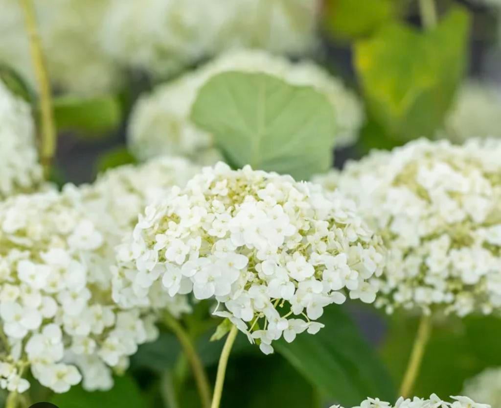 TE KOOP GEVRAAGD bolhortensia’s / strong Annabelle, Tuin en Terras, Ophalen, Overige soorten, Halfschaduw