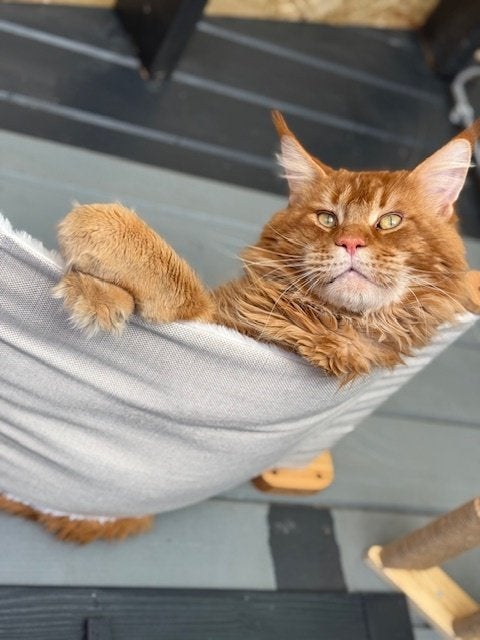 Dekkater Maine Coon XXL TE KOOP stamboom Rus. kampioenlijn, Dieren en Toebehoren, 6 jaar of ouder