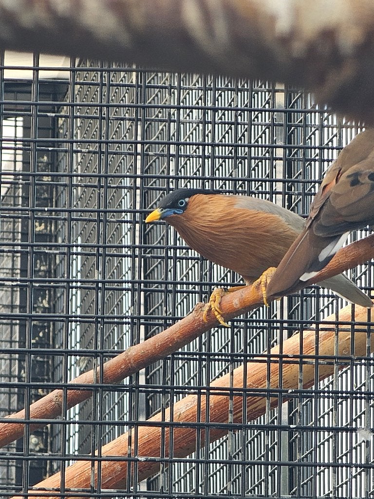 Pagodespreeuw | Volwassen/Jong | Met DNA, Meerdere dieren, Wildzangvogel, Geringd
