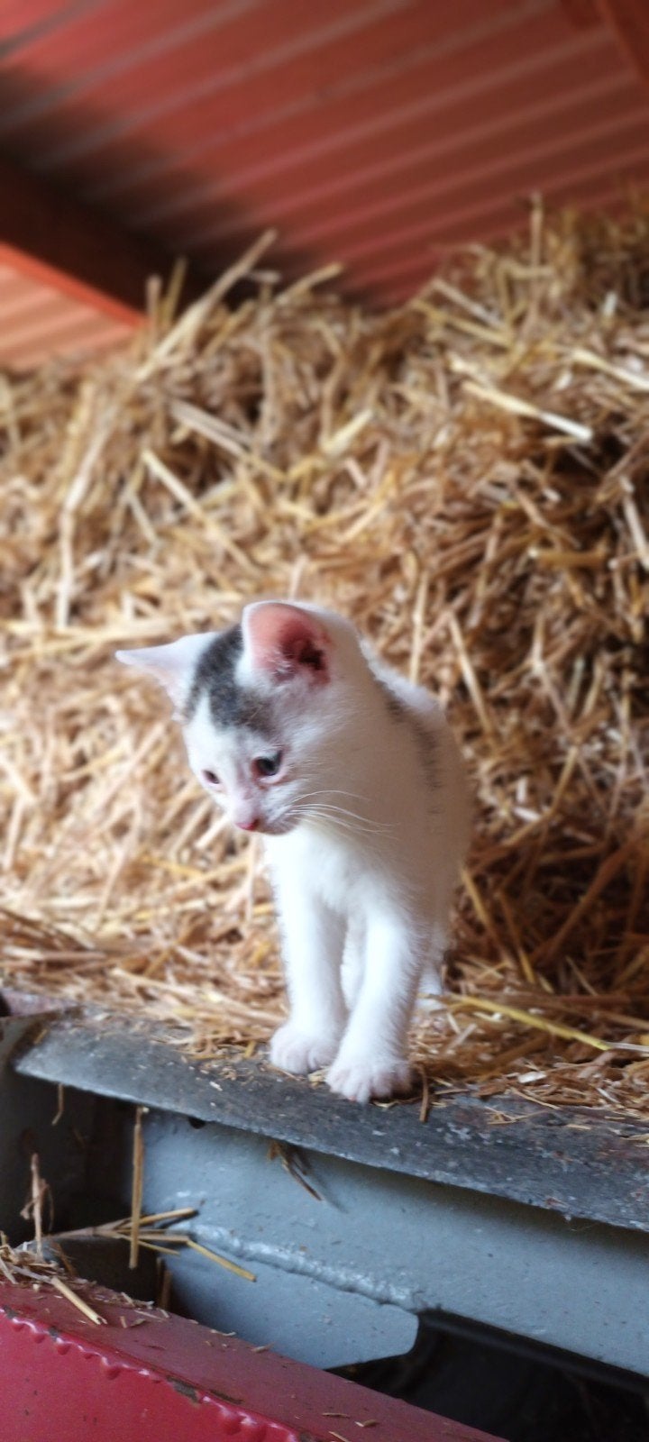 Boerderij kittens, Meerdere dieren