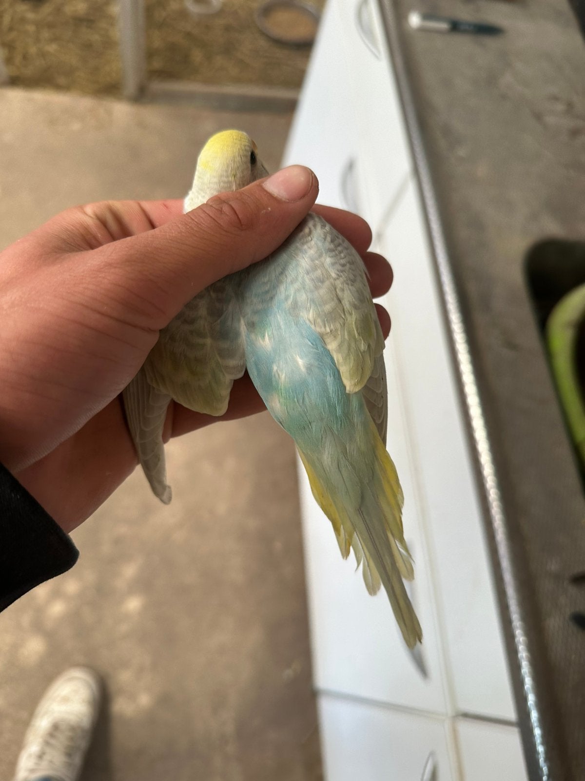 Regenboog grasparkiet pop gering 2026, Vrouwelijk, Parkiet, Geringd