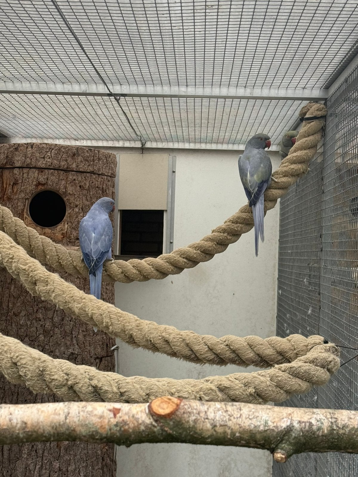 Halsband parkiet mannen, Dieren en Toebehoren, Vogels | Parkieten en Papegaaien, Mannelijk, Parkiet, Geringd