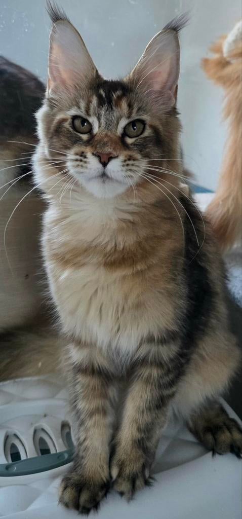 Maine coons met stamboom, Dieren en Toebehoren, Katten en Kittens | Raskatten | Langhaar, Meerdere dieren, Met stamboom, 0 tot 2 jaar