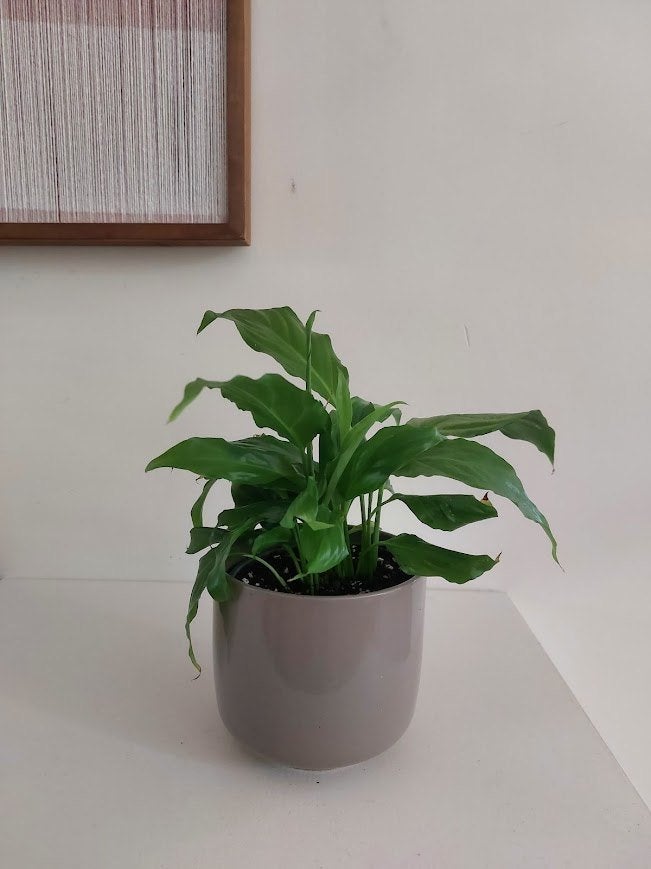 Lepelplant (Spathiphyllum) – inclusief pot – 25 cm hoog, Ophalen, In pot, Halfschaduw, Minder dan 100 cm