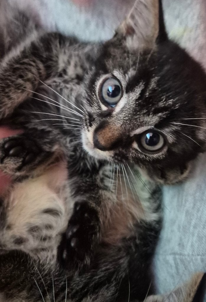 Laatste Bengaalse Kitten, Dieren en Toebehoren, Poes, Ontwormd, 0 tot 2 jaar