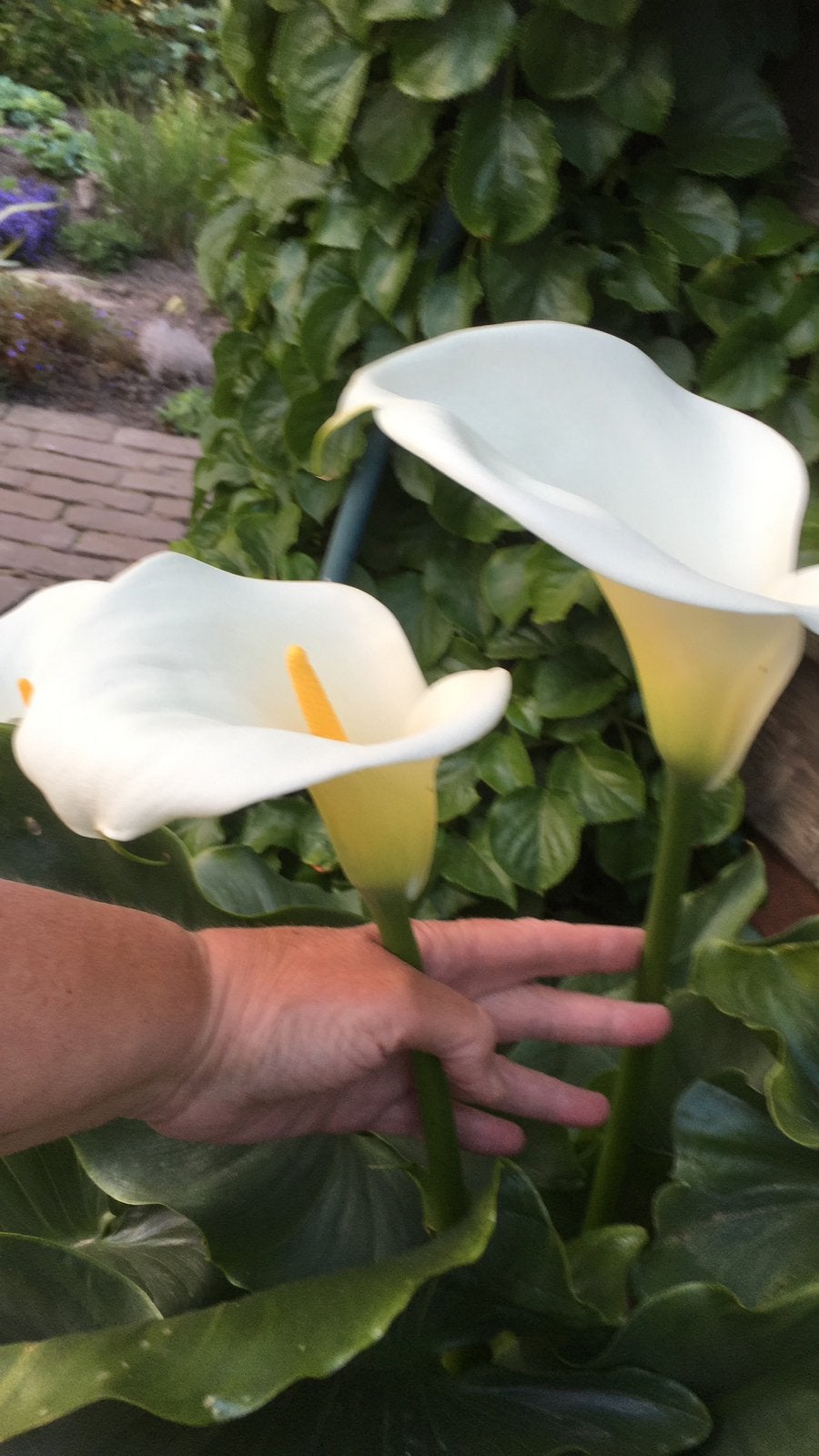Calla, Ophalen, Volle zon