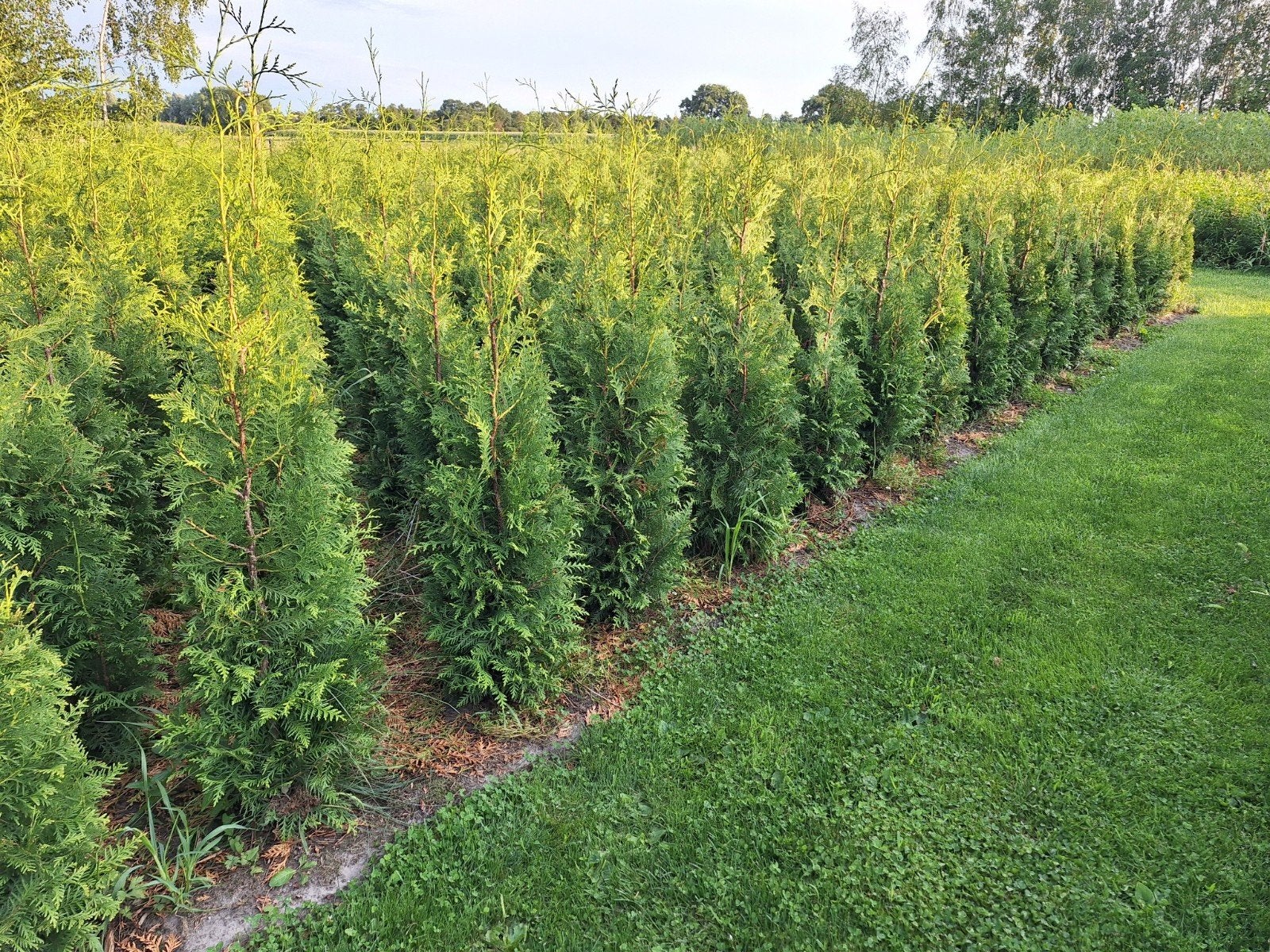 Thuja Brabant wintergroene haag coniferen 125-150cm, Ophalen, Conifeer, 100 tot 250 cm