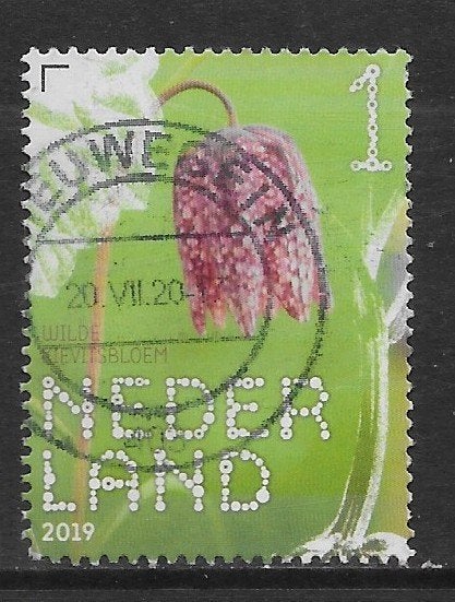 2019, Stinsenplanten, Wilde Kievitsbloem [3731] (K0812), Ophalen of Verzenden