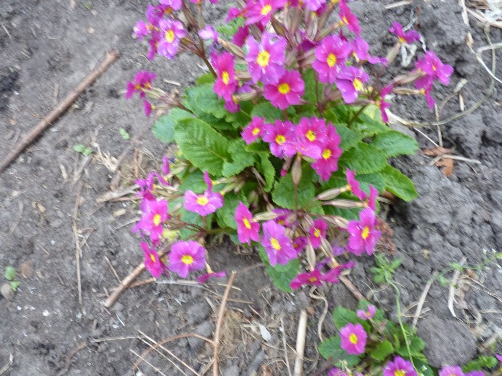 Mooie stekken van Primula,s,sterke vaste planten, Vaste plant, Halfschaduw, Lente, Ophalen