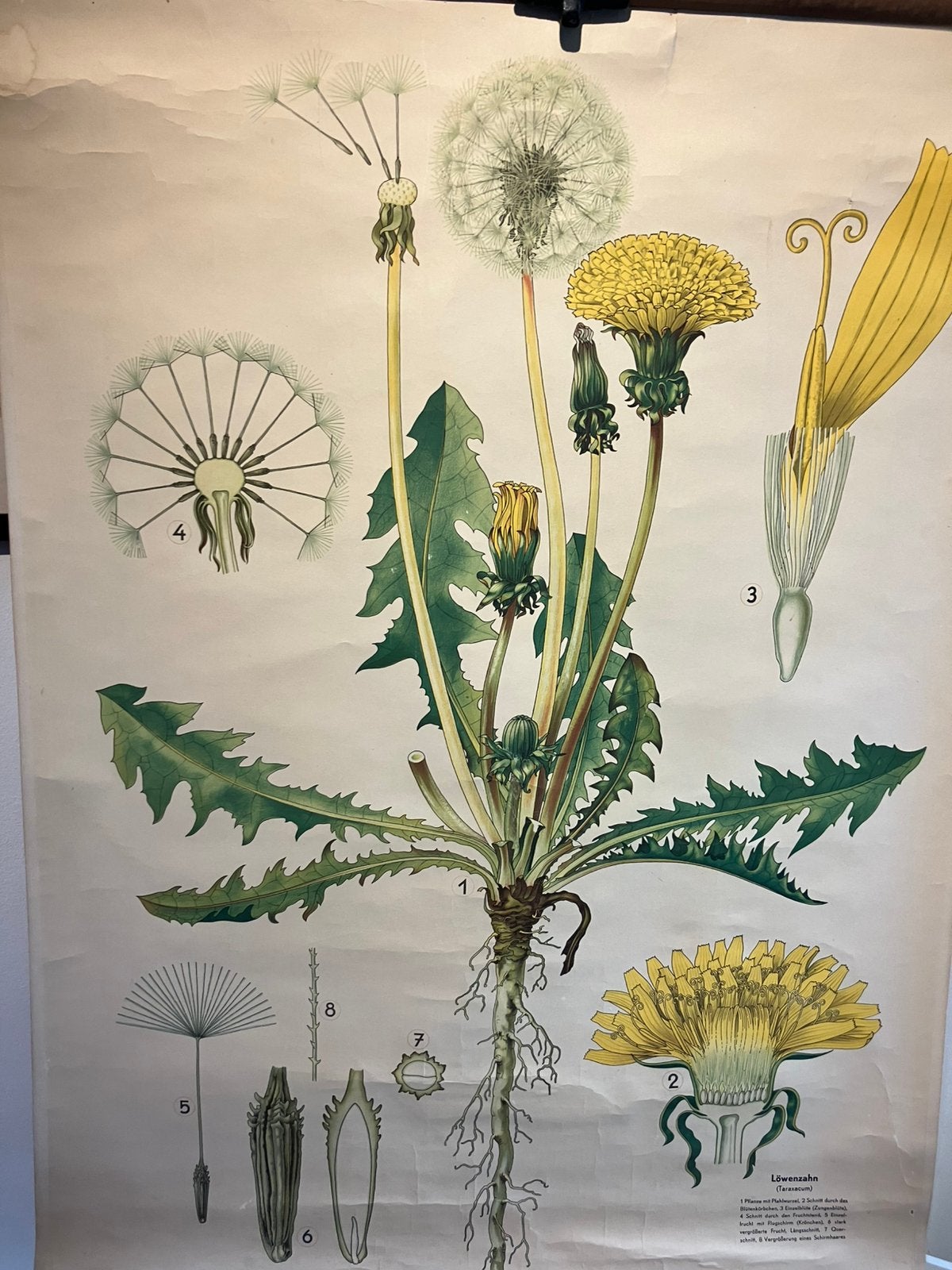 Schoolplaat Paardenbloem, Ophalen of Verzenden, Natuur en Biologie