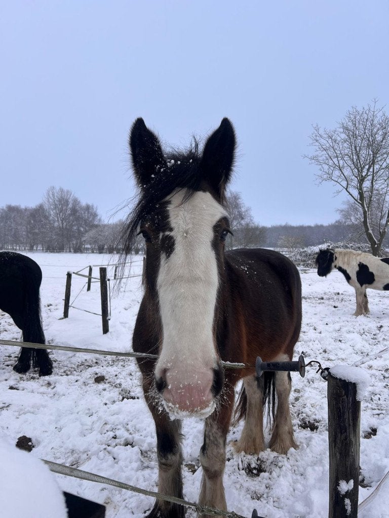 Verzorger gezocht / verzorgpaard aangeboden (Soest), Diensten en Vakmensen, Dieren | Paarden | Verzorging, Oppas en Les, Verzorging of Verzorgpony's