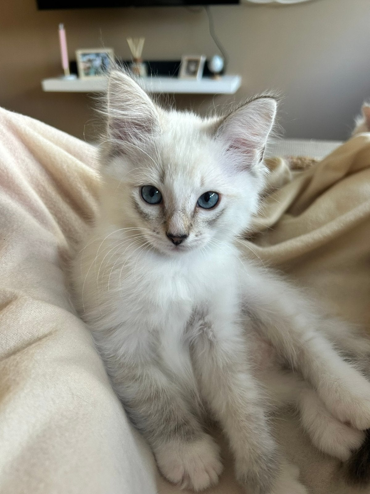 Nog 1 prachtige Ragdoll kitten mag verhuizen, Kater, Ontwormd, 0 tot 2 jaar