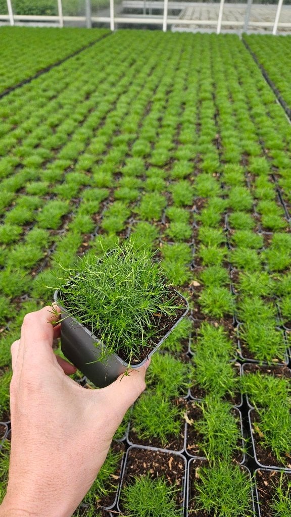 Sagina Subulata - Priemvetmuur - Prachtig, Ophalen of Verzenden, Vaste plant, Bodembedekkers, Volle zon