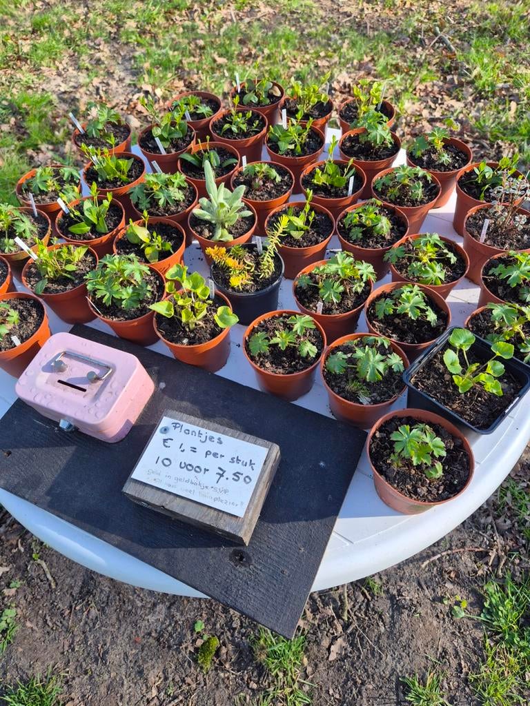 Vasteplanten, Tuin en Terras, Ophalen of Verzenden, Overige soorten, Volle zon