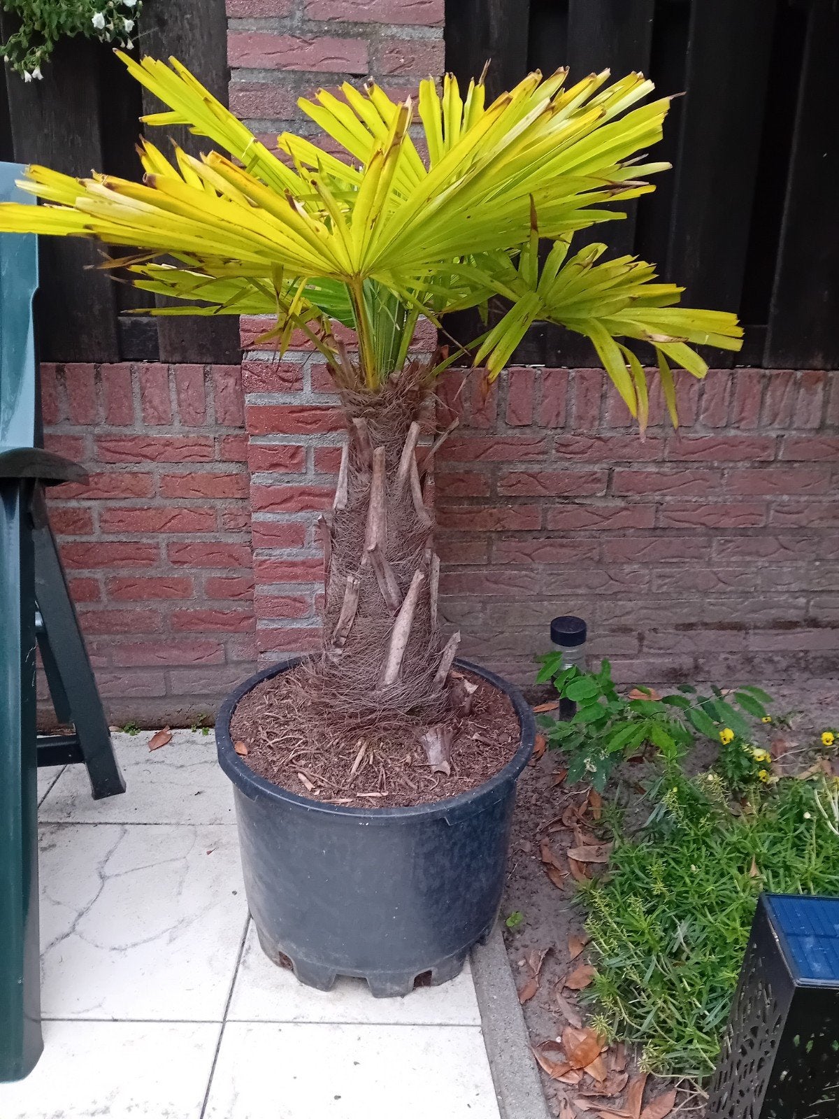 Palmboom met mooie stam, Ophalen, Palmboom