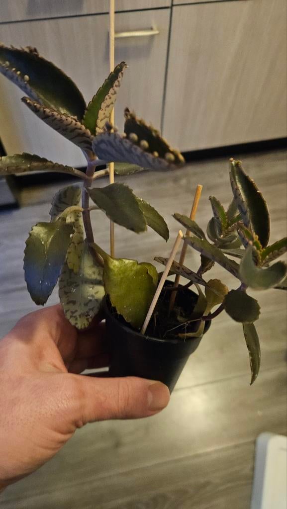 Mother of thousands stekjes, Ophalen, Eenjarig, Groenteplanten, Volle zon
