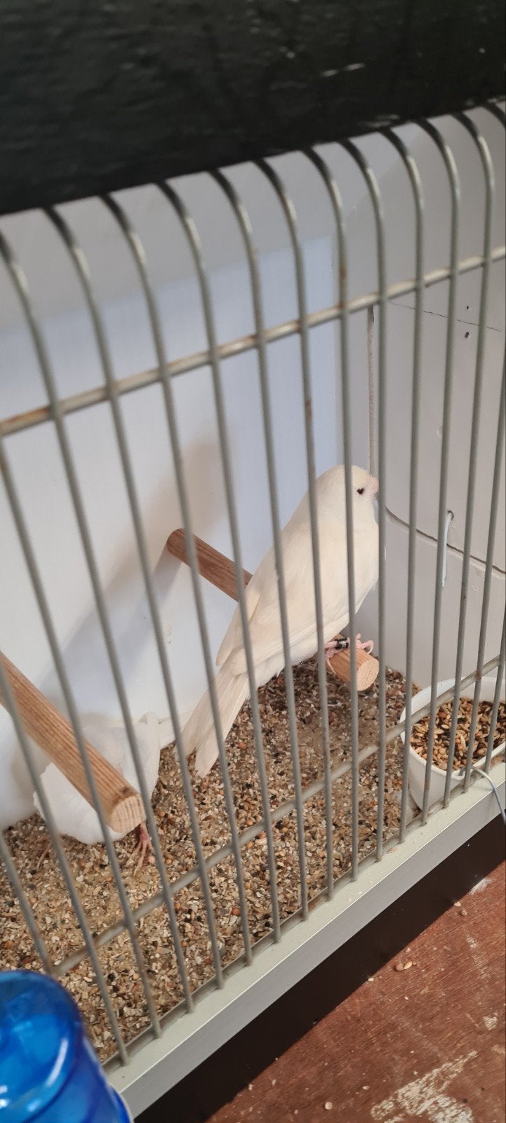 kanaries, Dieren en Toebehoren, Meerdere dieren, Kleurkanarie