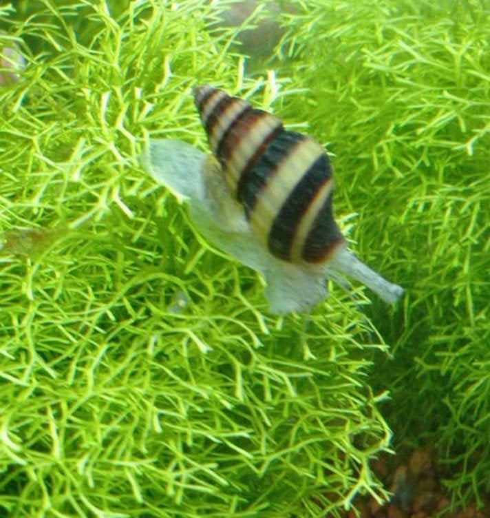 ANATOME HELENA SLAKKEN (SLAK ETENDE SLAK), Dieren en Toebehoren, Slak of Weekdier