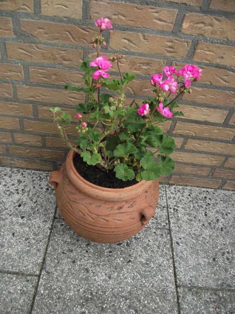 byna gratis planten in nieuwe aardewerk pot waterdicht, Ophalen of Verzenden, Herfst, Overige soorten, Volle zon