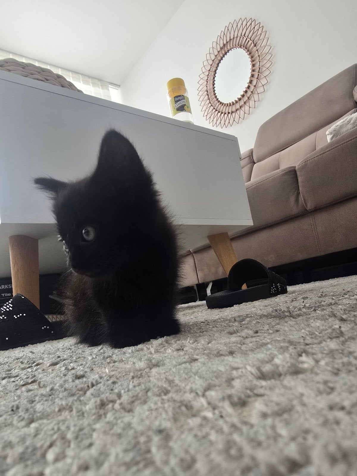 Leuke Gezonde kittens, Meerdere dieren, Kortharig, 0 tot 2 jaar