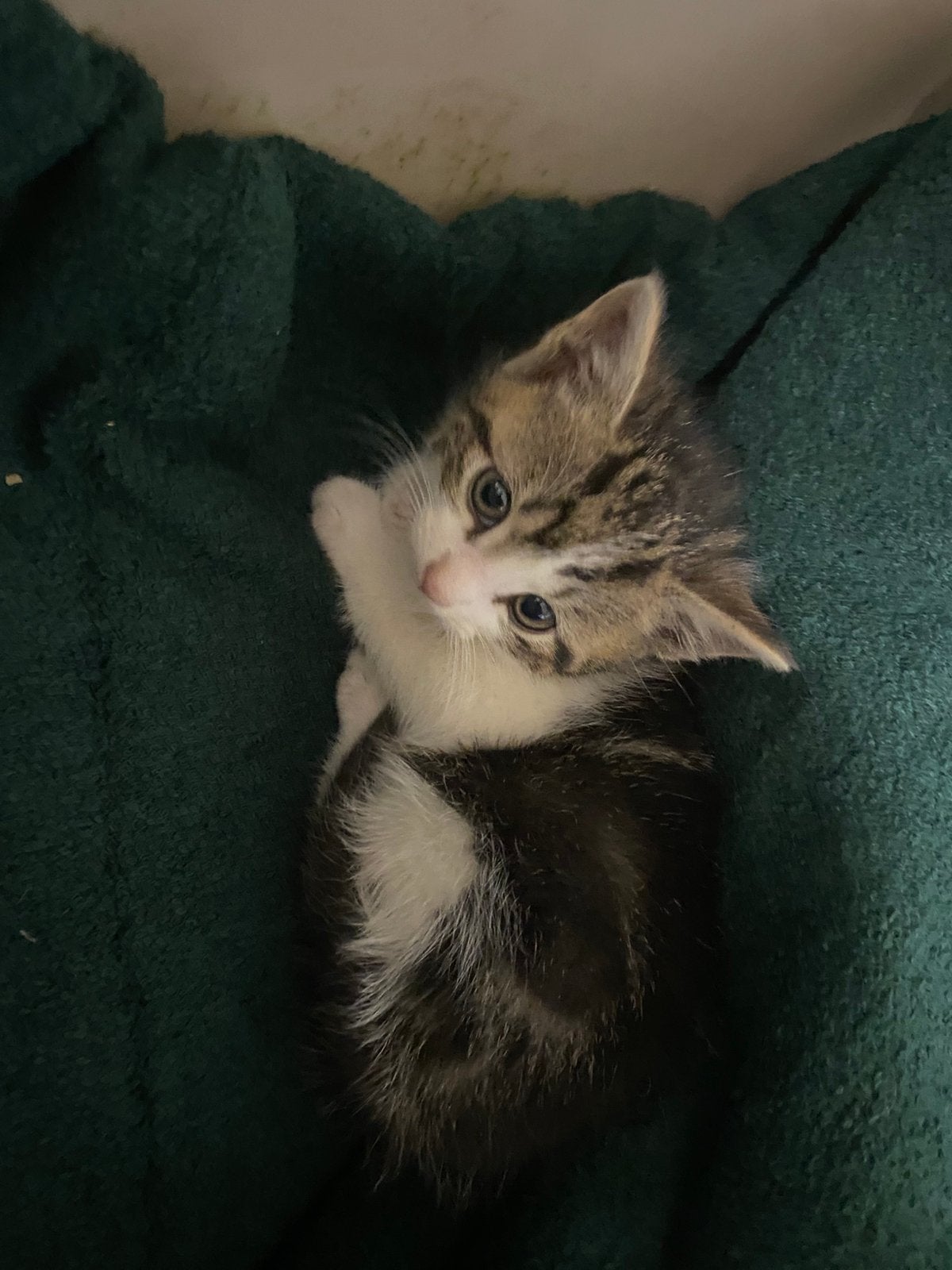 Super lieve kitten te koop, Kater, Kortharig, 0 tot 2 jaar