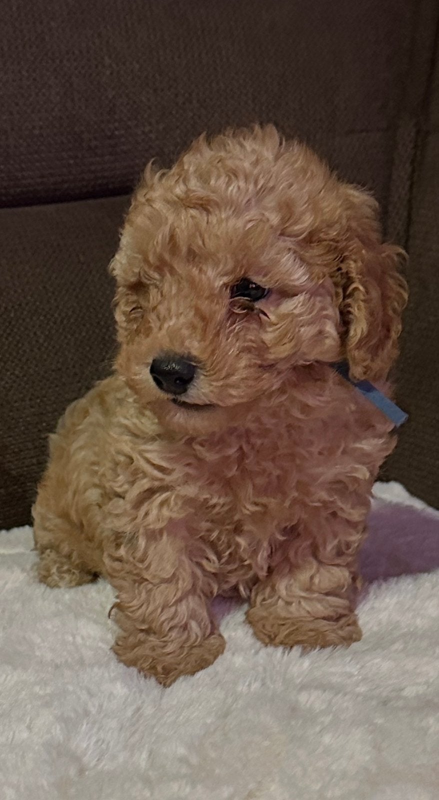 Toy poedel , / Laatste reutje , Zeer mooi zeer lief !!, Dieren en Toebehoren, Poedel, 8 tot 15 weken, Meerdere, Meerdere dieren