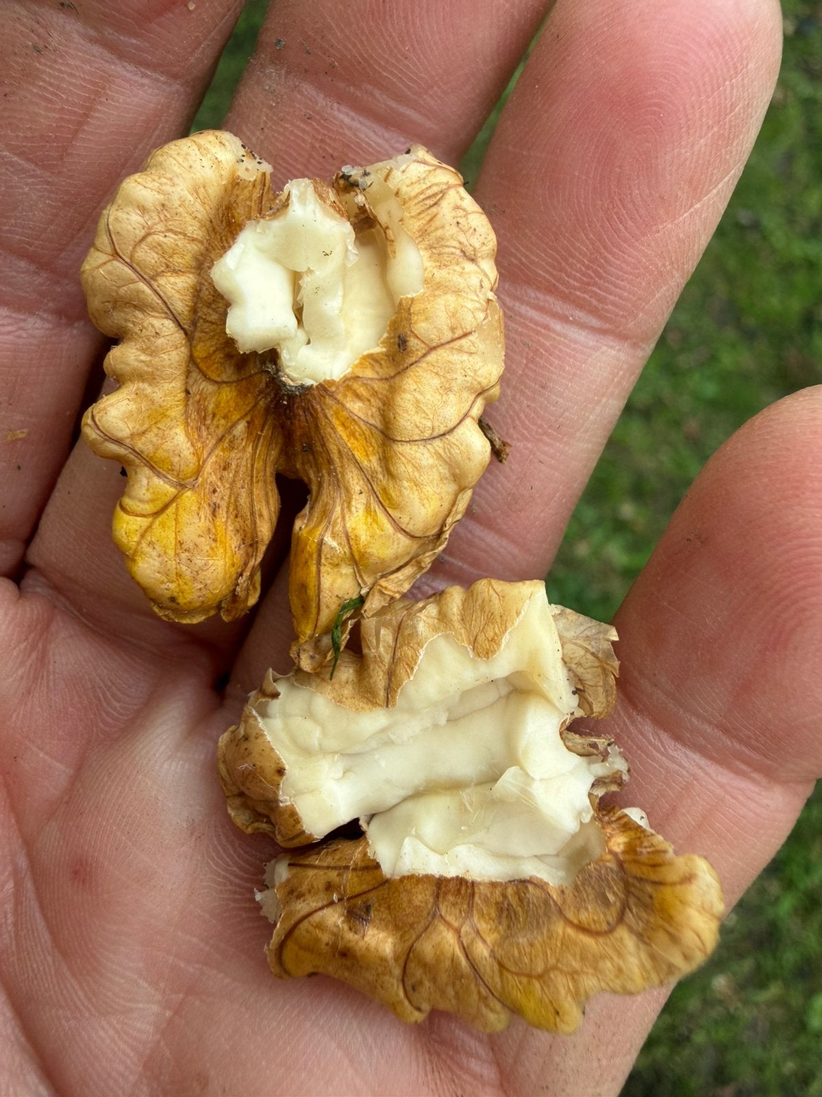 Nog 15 kilo walnoten kunnen verzonden, Ophalen of Verzenden