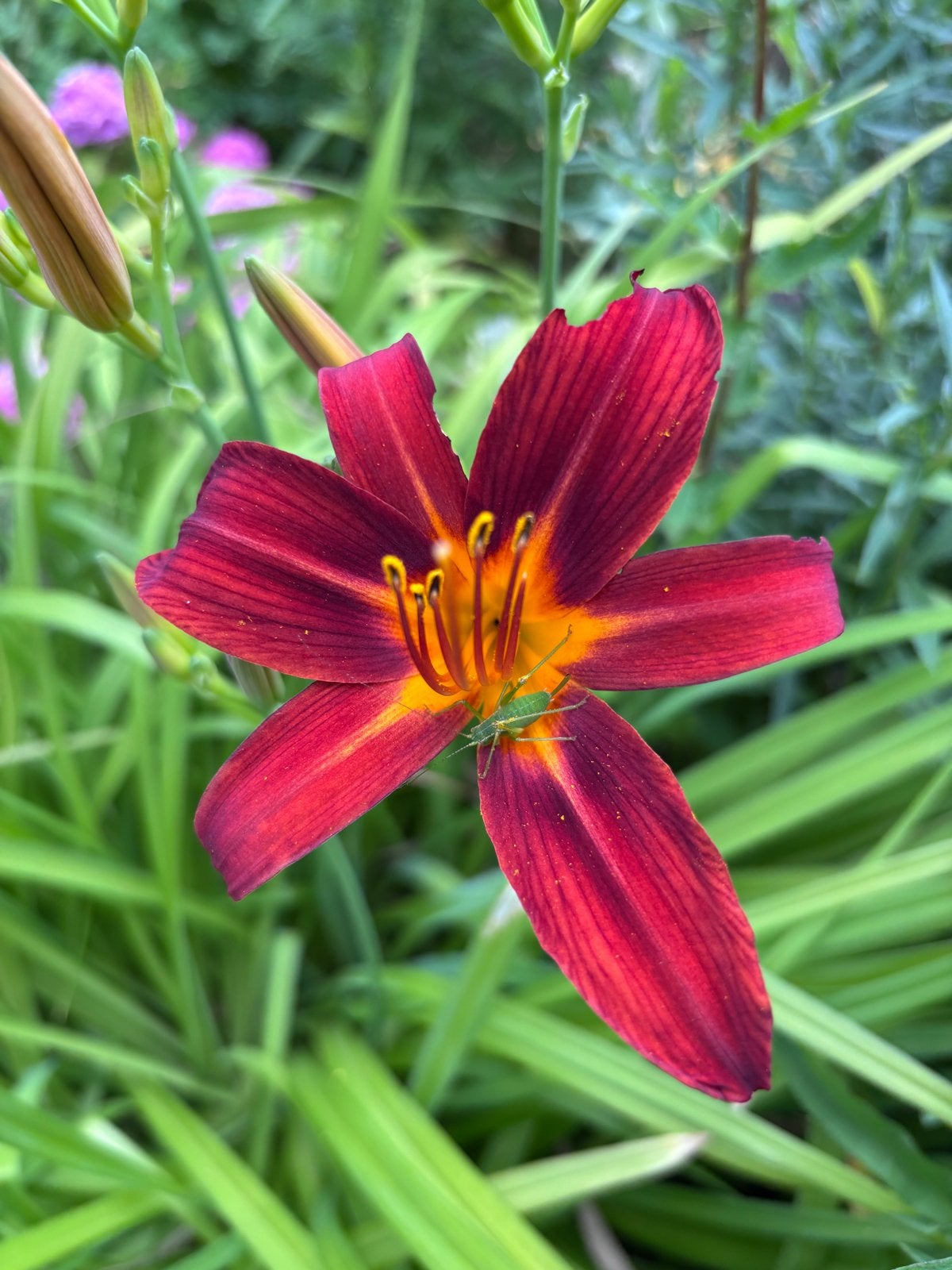 Prachtige Daglelies (Hemerocallis) - Diverse kleuren, Tuin en Terras, Planten | Tuinplanten, Overige soorten, Volle zon, Vaste plant