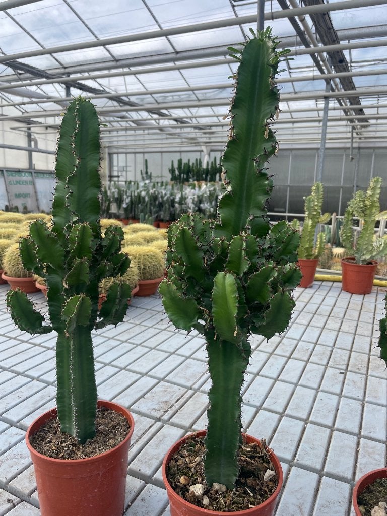 Cactus Euphorbia Ingens mooi vertakt totaal circa 80-90cm, Minder dan 100 cm, Bloeiende kamerplant, Halfschaduw, Ophalen of Verzenden