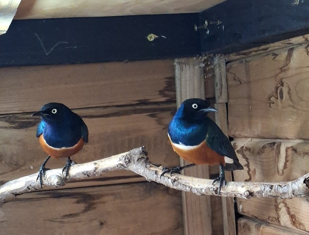 vogels, Dieren en Toebehoren, Meerdere dieren, Tropenvogel, Geringd