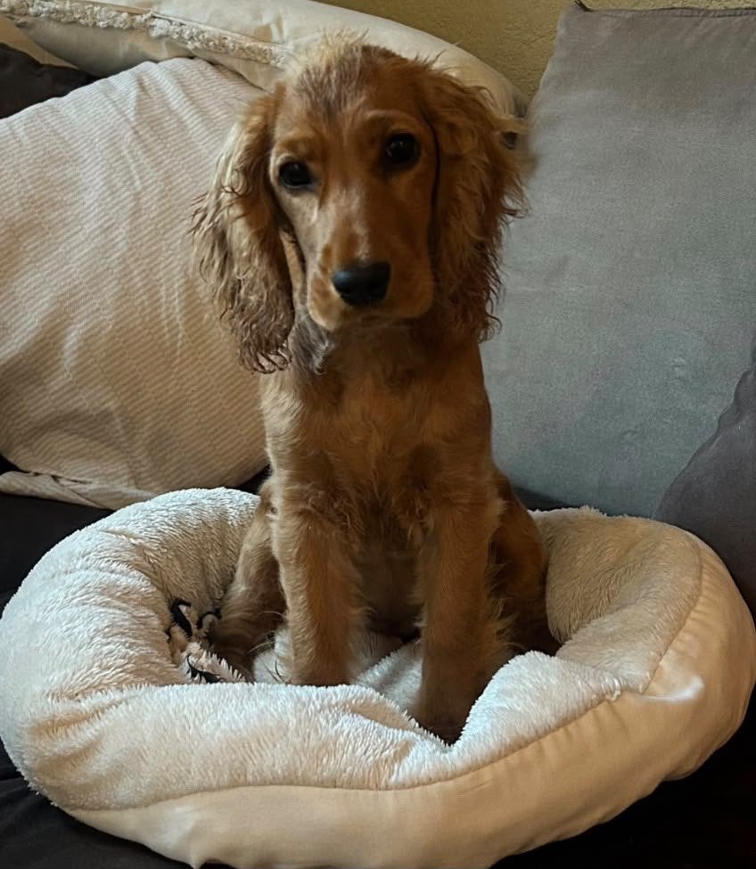 Huiskamernest Engelse cocker spaniel pups laatste 2 pups, Dieren en Toebehoren, 8 tot 15 weken, Meerdere, Meerdere dieren, Nederland