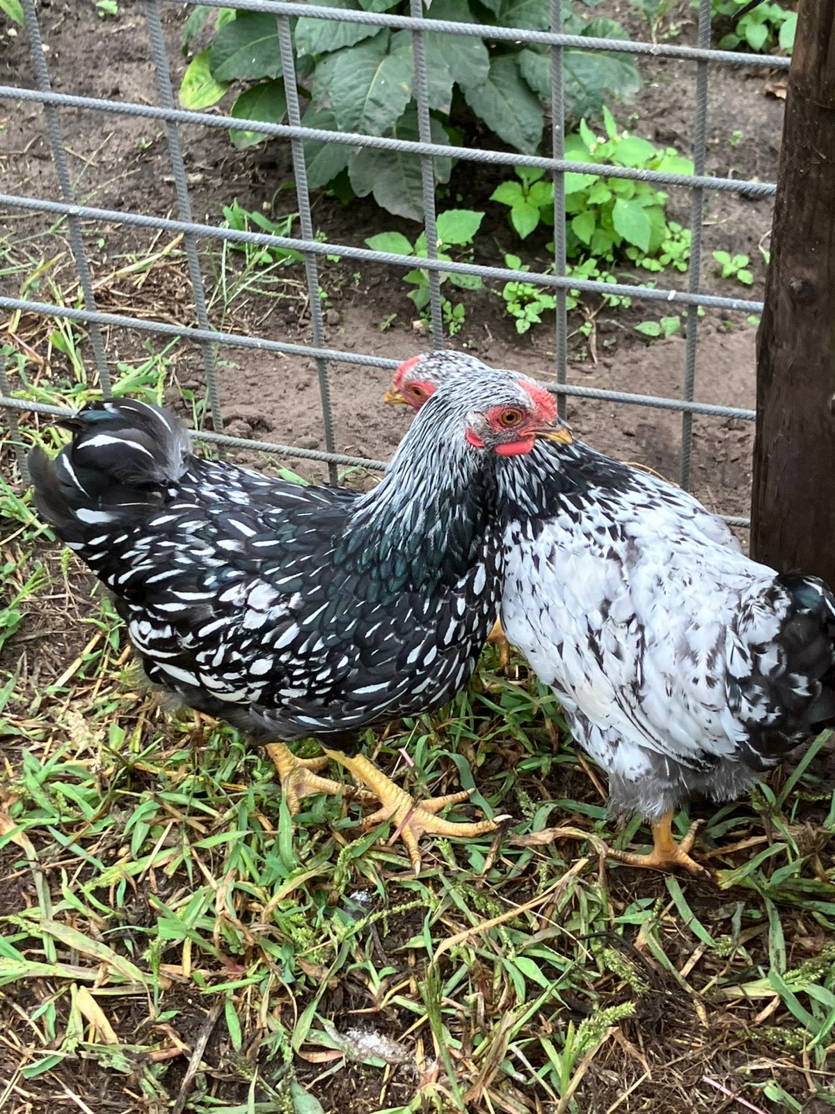 Wyandotte kriel jonge haan, Dieren en Toebehoren, Pluimvee, Mannelijk, Kip