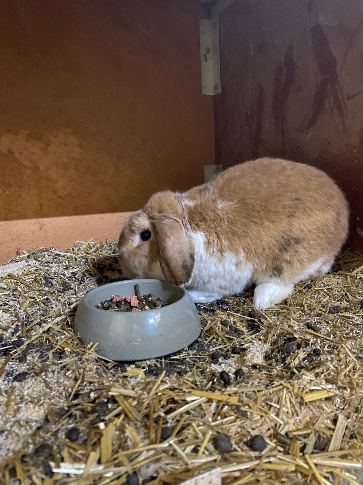 Dekram, Dieren en Toebehoren, Konijnen, Middelgroot, Mannelijk, 3 tot 5 jaar, Hangoor