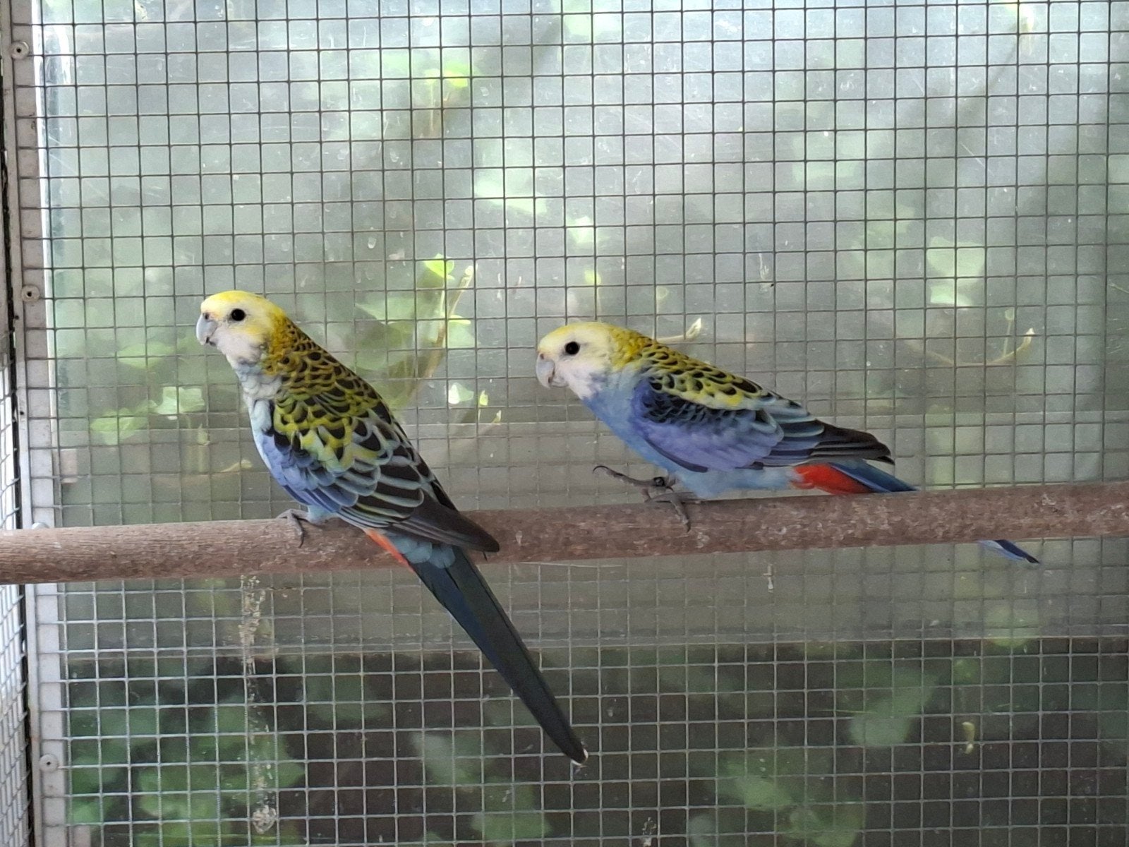 bleekkop rosella, Dieren en Toebehoren, Vogels | Parkieten en Papegaaien, Meerdere dieren, Parkiet
