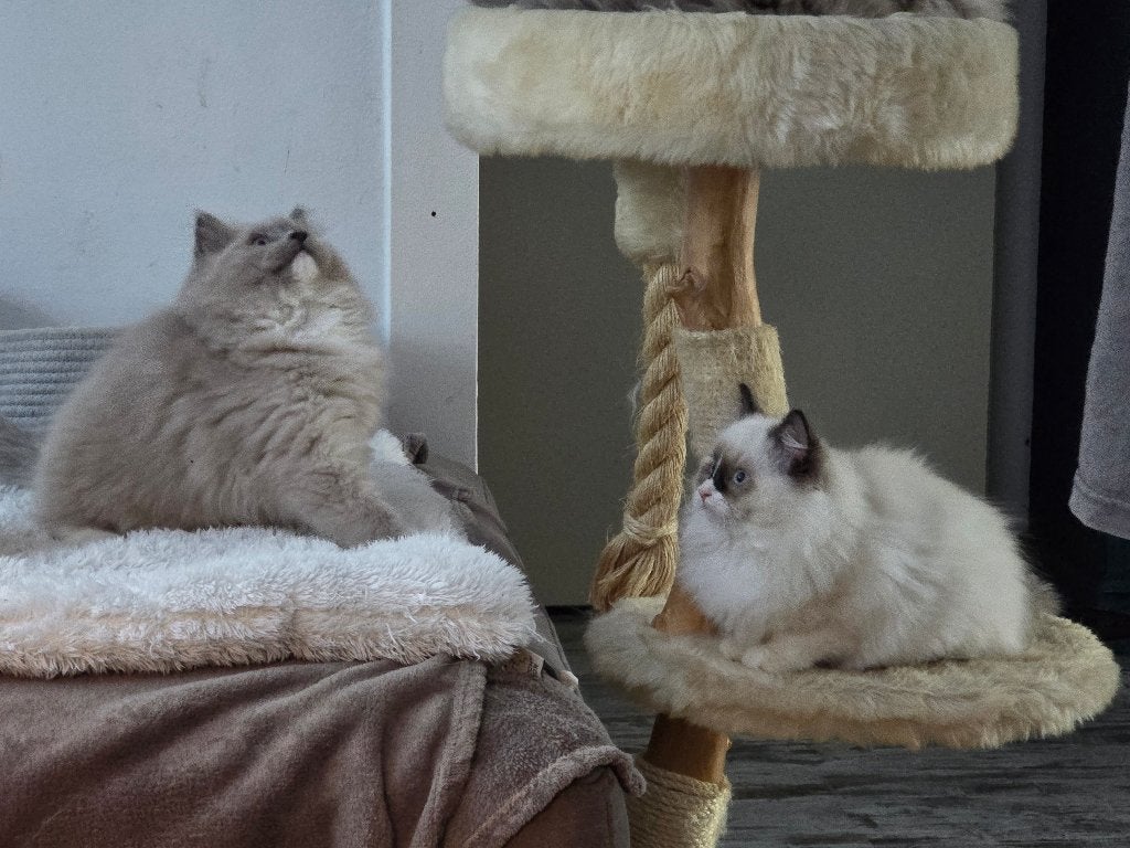 Ragdoll kittens (DNA & echo geteste ouders), Meerdere dieren, Gechipt, 0 tot 2 jaar