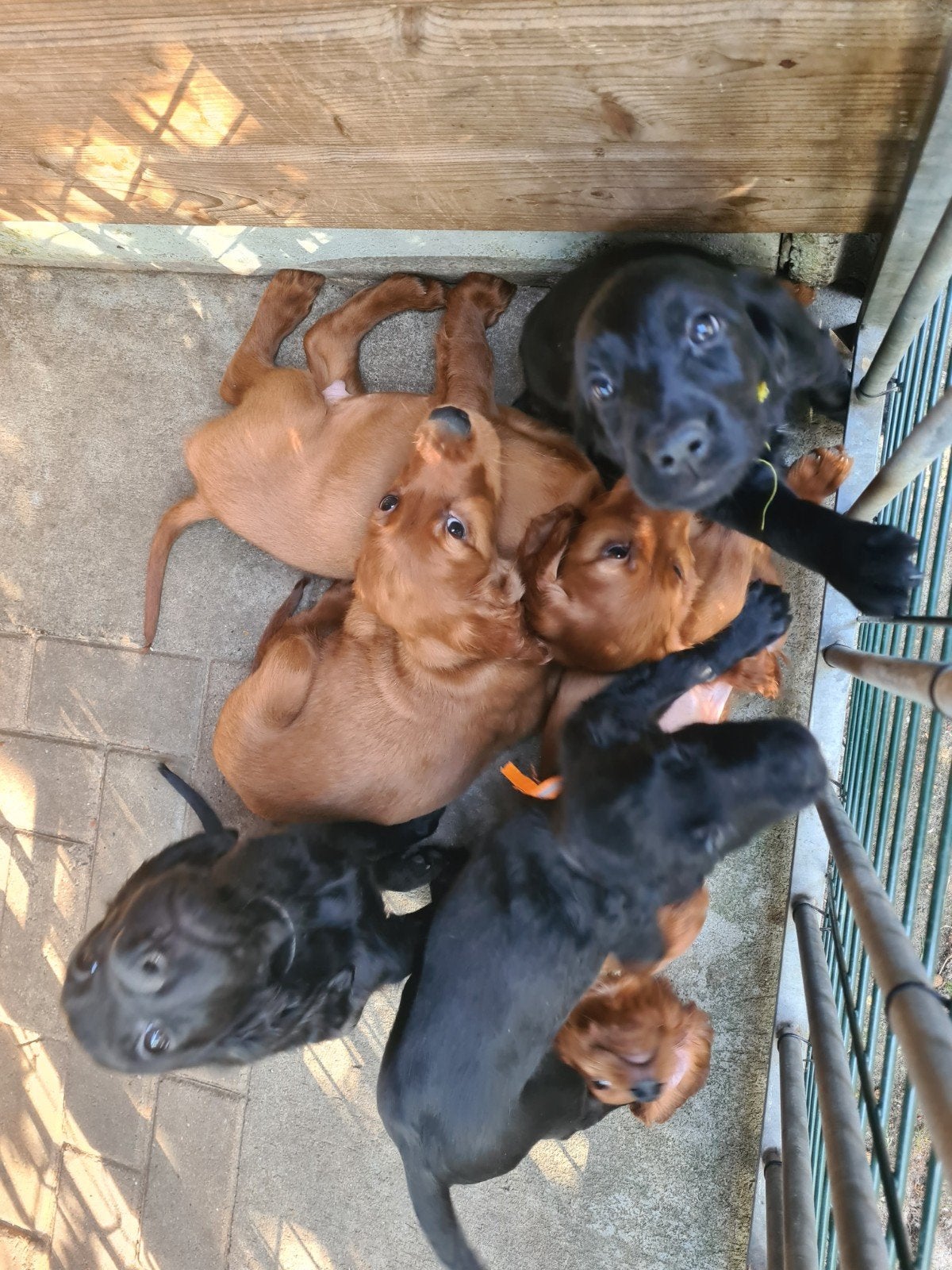 Nu te koop: 4 setterpups, Dieren en Toebehoren, 8 tot 15 weken, Meerdere, Meerdere dieren, Middel