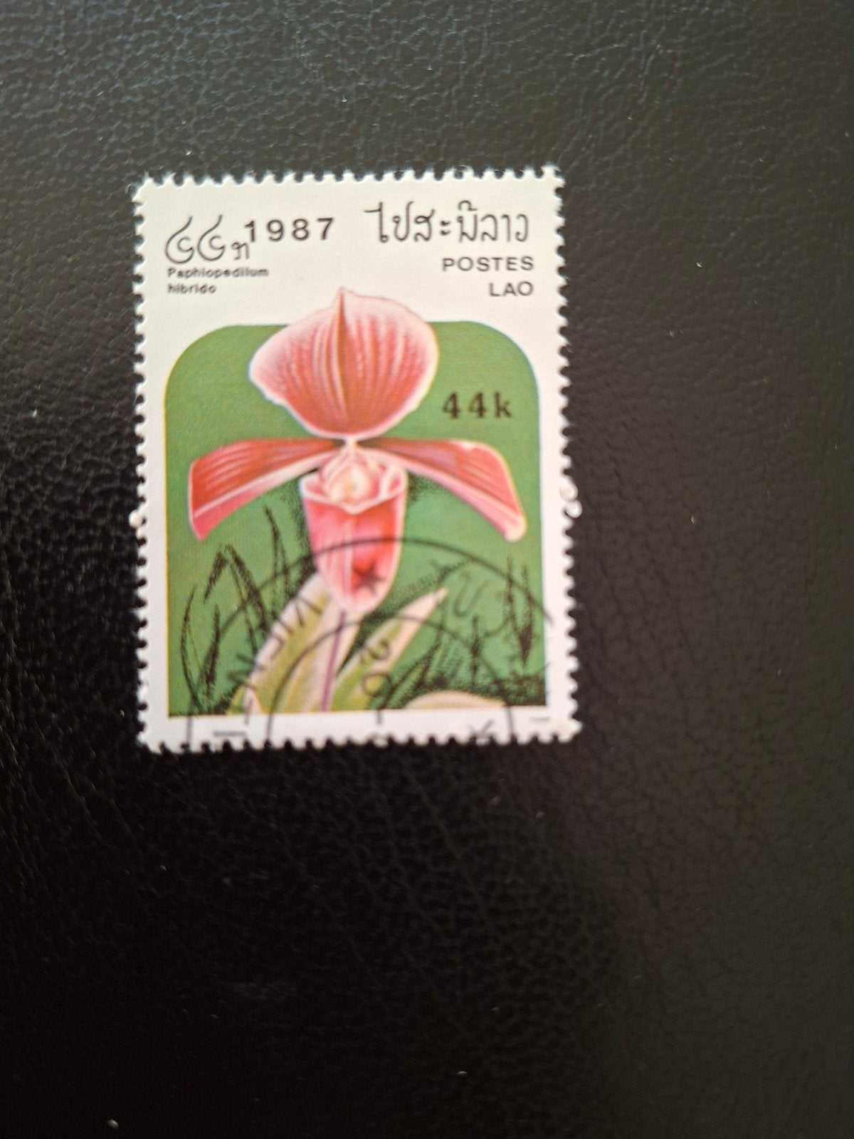 Bloemen.  Orchidee.  Laos, Ophalen of Verzenden, Dier of Natuur